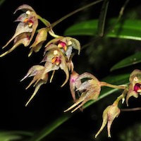 Therapeutic fragrant orchid Bulbophyllum levinei is used to treat swellings. It “beneﬁts yin, reduces heat”,