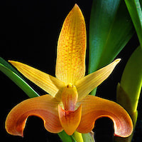 Therapeutic fragrant orchid Bulbophyllum lobbii. Syn. Bulbophyllum siamense. 