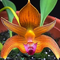 Bulbophyllum Lobbii - ​Used in Floral 1 (Women) for Team building Perfume workshop​.