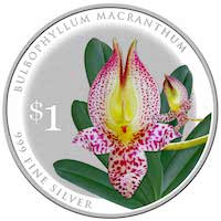 Bulbophyllum Macranthum - ​Used in Oriental 2 (Women) for Team building Perfume workshop​
