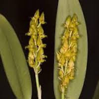 Bulbophyllum neilgherrense  perfume ingredient at scentopia your orchids fragrance essential oils