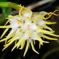 Therapeutic fragrant orchid Bulbophyllum odoratissimum 