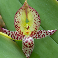 Bulbophyllum Praetervisum  perfume ingredient at scentopia your orchids fragrance essential oils