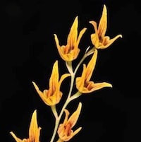 Bulbophyllum reptans  perfume ingredient at scentopia your orchids fragrance essential oils