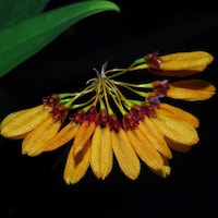 Therapeutic fragrant orchid Bulbophyllum retusiusculum 