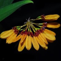 Bulbophyllum retusiusculum  perfume ingredient at scentopia your orchids fragrance essential oils