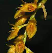 Bulbophyllum sterile Therapeutic fragrant orchid 