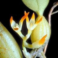 Bulbophyllum Thouars perfume ingredient at scentopia your orchids fragrance essential oils