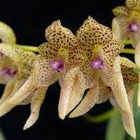 Bulbophyllum umbellatum Therapeutic fragrant orchid 