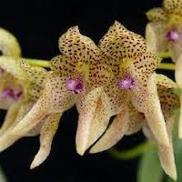 Bulbophyllum umbellatum  perfume ingredient at scentopia your orchids fragrance essential oils