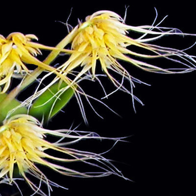 Bulbophyllum Vaginatum perfume ingredient at scentopia your orchids fragrance essential oils