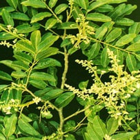 Cabreuva essential oil is often used in Treating acne scars and blemishes 