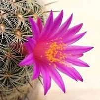Cactus flower an unconventional perfume ingredient but few perfumes have made use of this ingredient brilliantly