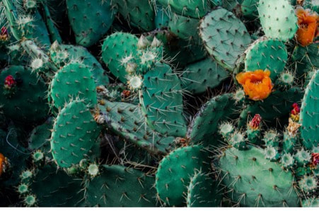 cactus a perfume ingredient 