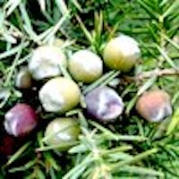 Cade Oil Also known as Juniper Tar and Prickly Juniper, this oil has a smoky smell  perfume ingredients essential oils