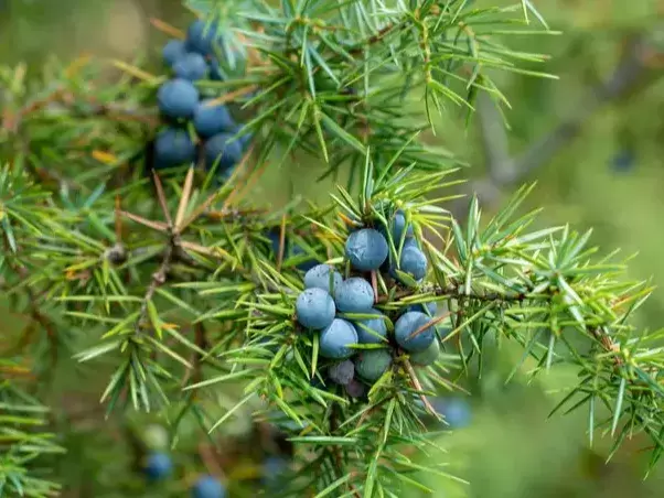 Juniper berries have been used for medicinal and culinary purposes 