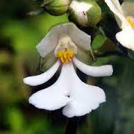 Calanthe alismifolia Lindl. and Calanthe nigropuncticulata Fukuyama perfume ingredient at scentopia your orchids fragrance essential oils