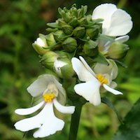 Therapeutic fragrant orchid Calanthe alismifolia Lindl. and Calanthe nigropuncticulata Fukuyama