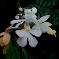 Calanthe ceciliae Rchb. f. Therapeutic fragrant orchid 