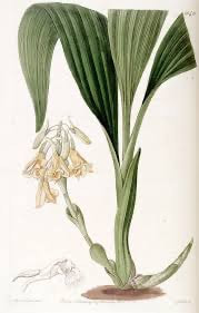 Calanthe densiflora Lindl. perfume ingredient at scentopia your orchids fragrance essential oils