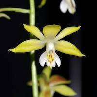 Therapeutic fragrant orchid Calanthe graciliflora Hayata Syn. Calanthe hamata Hand. Mazz