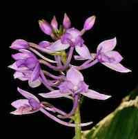 Therapeutic fragrant orchid Calanthe masuca (D. Don) Lindl. Syn. Calanthe sylvatica (Thou.) Lindl.