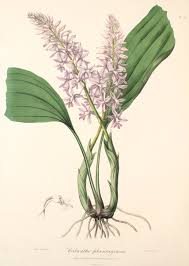Calanthe plantaginea Lindl. Therapeutic fragrant orchid 