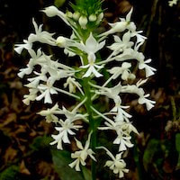Therapeutic fragrant orchid Calanthe triplicata syn. Calanthe veratrifolia R. Br. ex Ker Gawl.