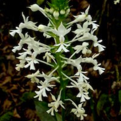 Calanthe triplicata  perfume ingredient at scentopia your orchids fragrance essential oils