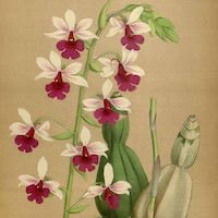 Calanthe vestita Wall ex Lindl. perfume ingredient at scentopia your orchids fragrance essential oils