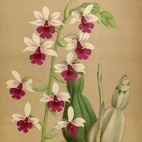 Calanthe vestita Wall ex Lindl. Therapeutic fragrant orchid 