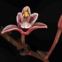 Therapeutic fragrant orchid Callostylis bambusifolia (Lindl.) S.C. Chen & J.J. Wood Syn. Eria bambusifolia Lindl. 