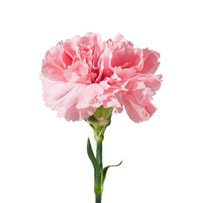 Carnation is the official Mother’s Day flower 