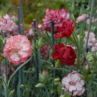 Carnation the official flower of Mother's Day perfume ingredients essential oils