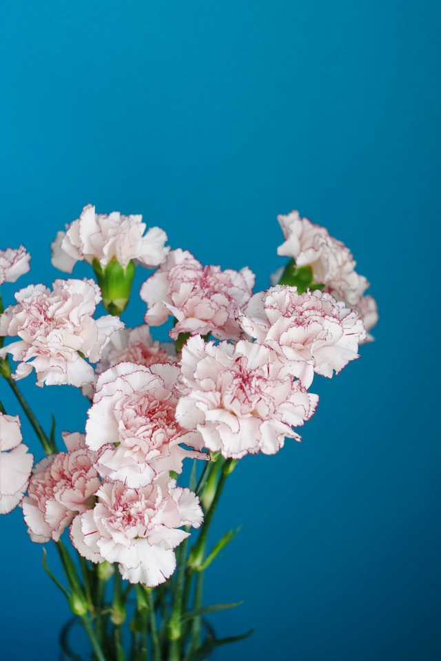 carnations were believed to have medicinal properties