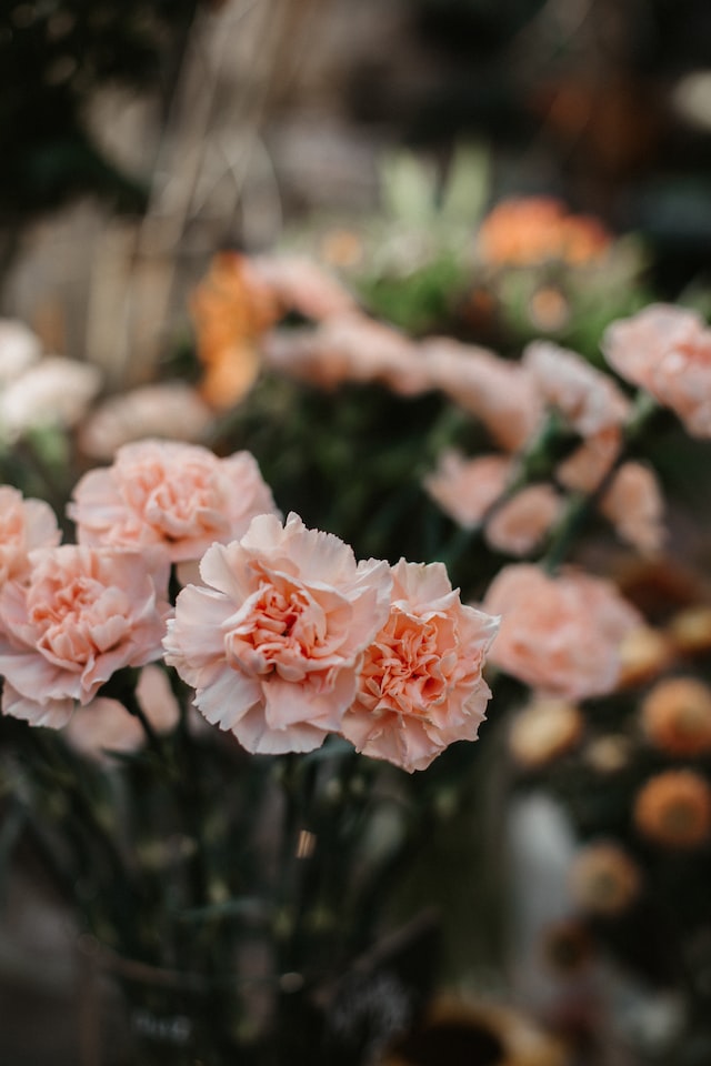 carnations are considered as a symbol of love, affection
