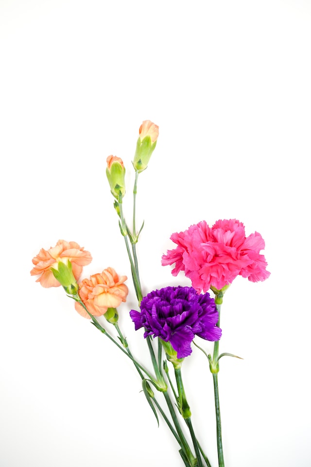 Carnation essential oil is believed to have several health benefits