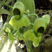 Catasetum Integerrimum perfume ingredient at scentopia your orchids fragrance essential oils