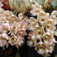 Catasetum Roseum perfume ingredient at scentopia your orchids fragrance essential oils