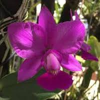 Cattleya Aloha Case (Dark Purple Form) perfume ingredient at scentopia your orchids fragrance essential oils