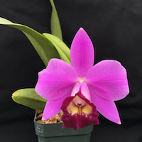 Catleya Hybrid (Aloha Case x bicalhoi)  perfume ingredient at scentopia your orchids fragrance essential oils