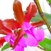 Cattleya Bicolor var. Grossii - ​Used in Floral 3 (Men) for Team building Perfume workshop​