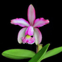 Cattleya (dolosa ‘Alba’ x schilleriana) perfume ingredient at scentopia your orchids fragrance essential oils
