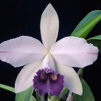 Cattleya Gaskell-pumila 'Azure Star'  perfume ingredient at scentopia your orchids fragrance essential oils