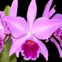 Cattleya Labiata perfume ingredient at scentopia your orchids fragrance essential oils