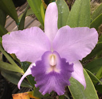 Cattleya Muabu Surprise #1 x LC Mini Purple​  perfume ingredient at scentopia your orchids fragrance essential oils