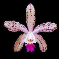 perfume ingredient at scentopia your orchids fragrance essential oils