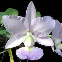 Cattleya Walkeriana  perfume ingredient at scentopia your orchids fragrance essential oils