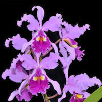 Cattleya Warscewiczii perfume ingredient at scentopia your orchids fragrance essential oils