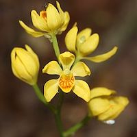 Cephalanthera falcata Lindl. Therapeutic fragrant orchid 